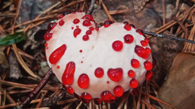 «Кровоточащее сердце»: россиянин нашел редкий гиднеллум Пека