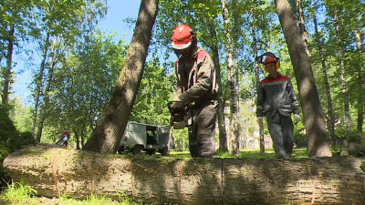 Последствия шторма в Петербурге устраняют 840 дворников и более полутысячи спецмашин