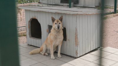 В Петербурге построят два новых государственных приюта для животных