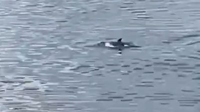 Дельфины заплыли в Финский залив под Петербургом: океанолог объяснил, как такое возможно
