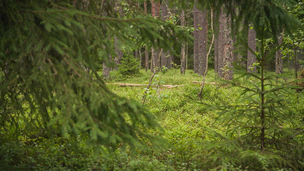 Четыре совы и лиса после реабилитации вернулись в дикую природу во Всеволожском районе - tvspb.ru