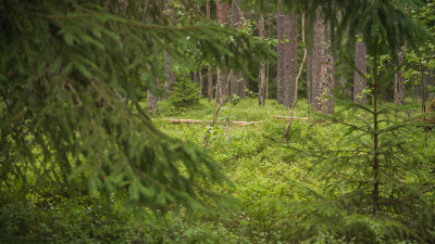 Четыре совы и лиса после реабилитации вернулись в дикую природу во Всеволожском районе