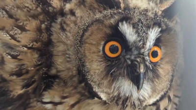 В Петербурге заметили мужчину, предлагавшего сделать фото с ушастой совой — птицу передали в зоопарк