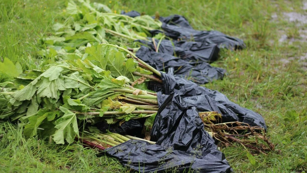 Госдума законодательно закрепит способы борьбы с борщевиком - tvspb.ru