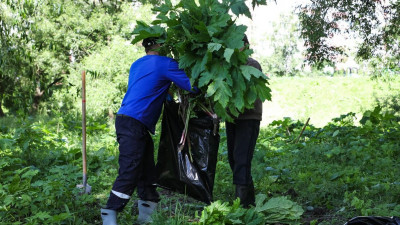 Комитет по благоустройству: Полежаевский парк — самое заражённое борщевиком место в городе