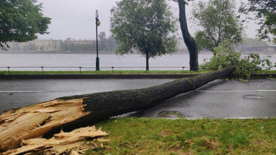 Штормовой ветер повалил в Петербурге более десятка деревьев