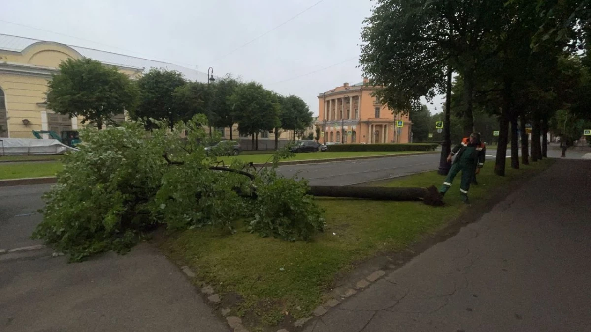 Вывоз упавших деревьев и очистка дренажей:  в Петербурге продолжают ликвидировать последствия непогоды - tvspb.ru
