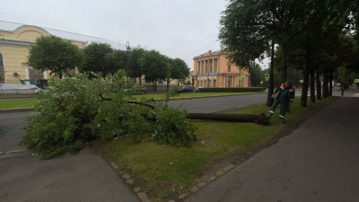 Вывоз упавших деревьев и очистка дренажей:  в Петербурге продолжают ликвидировать последствия непогоды