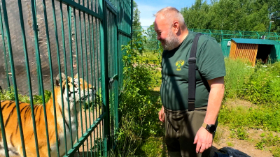 Как содержат тигров и львов, изъятых у нерадивых хозяев, проверили инспекторы Росприроднадзора