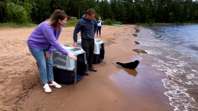 В Ладожское озеро выпустили первых в этом году нерпят