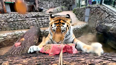 Ленинградский зоопарк показал обед тигра Амадея