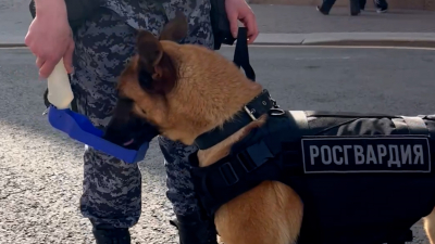 Бутылка воды может спасти питомца на прогулке в жару