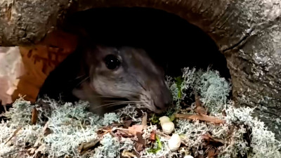 Ленинградский зоопарк показал, зачем паке Гринхарту ягель