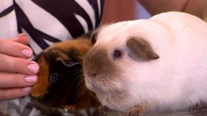 День благодарности морской свинке: как правильно ухаживать за этим комочком счастья и чем для них опасны огурцы с укропом