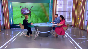 Осторожно! Клещи! Как обстоят дела с укусами насекомых?