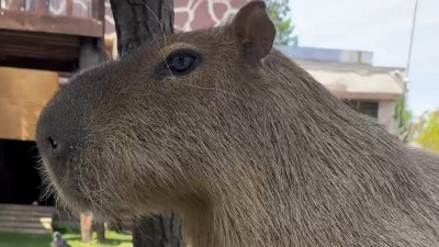 Ленинградский зоопарк отметил День любви к капибарам