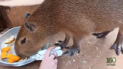 Зоопарк показал как водосвинкам делают маникюр