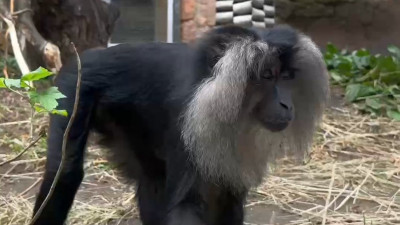 Ленинградский зоопарк показал семейство львинохвостых макак