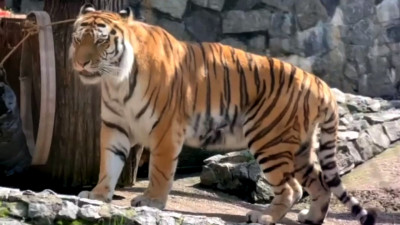 В Ленинградском зоопарке тигр Амадей отмечает Всемирный день тигра