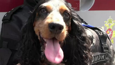 В Петербурге проводили на пенсию собаку Пулю, служившую в ОМОН «Балтика»