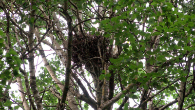 В парке Петербурга ястребы-тетеревятники свили огромное гнездо