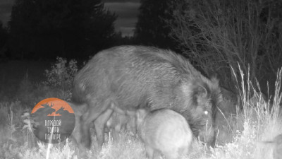 Кормление кабанят удалось запечатлеть в Курортном районе