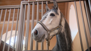 Реставрация исторического павильона «Пенсионерная конюшня» в музее-заповеднике «Царское Село»