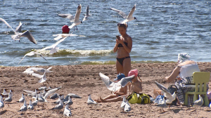 Кино и песни Ленинграда. «На недельку, до второго, я уеду в Комарово»