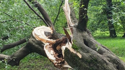 В Ботаническом саду ветер повалил довоенный клён