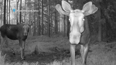 Поединок мохнорогих лосей запечатлела камера