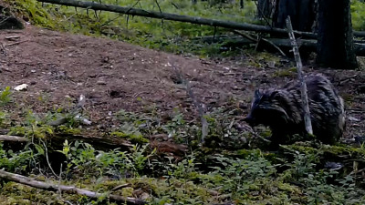 Биолог показал, как самец енотовидной собаки обустраивает жилище