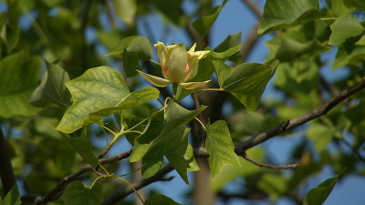 В Ботаническом саду впервые за 16 лет зацвело тюльпановое дерево