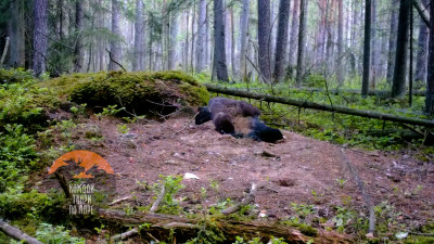 Под Петербургом глухарь принял ванну из пыли