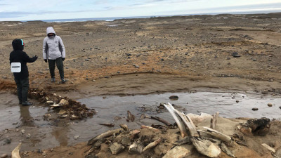 Ученые обнаружили на Земле Франца-Иосифа останки древних китов