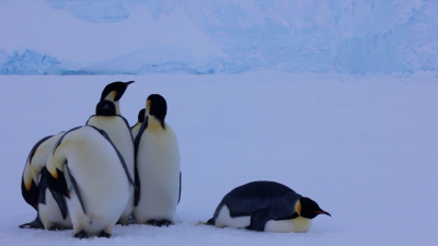 На Южном полюсе у станции «Мирный» вылупились птенцы императорских пингвинов