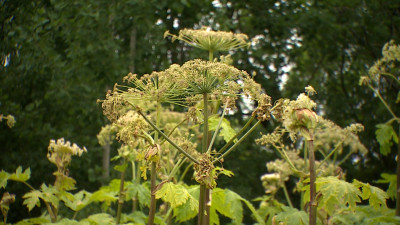 Как в Московском районе борются с засильем борщевика Сосновского