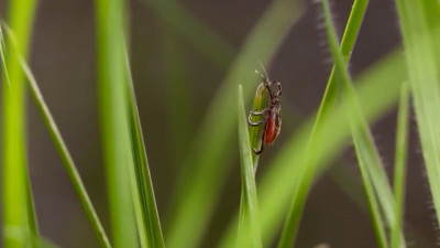 В Петербурге зарегистрировали пять случаев заражения клещевым энцефалитом и 14 — боррелиозом