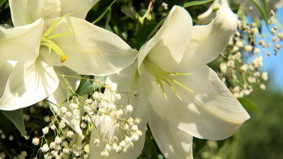 В Павловске пройдет фестиваль цветов