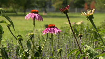 «Больше вреда, чем пользы»: петербуржцев призывают не срывать растения с аптекарских огородов