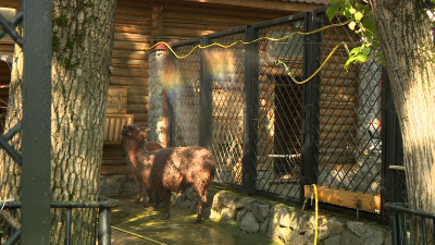 Обитателям Ленинградского зоопарка помогают пережить июльскую жару, используя системы полива