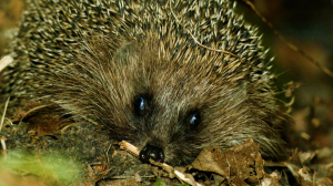 Дикие выходные с Павлом Глазковым. Памятник природы «Озеро Красное»