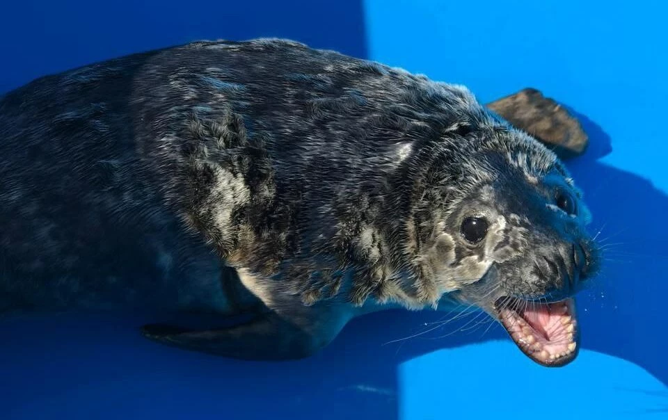 Сотрудники Ленинградской АЭС спасли тюлененка на берегу Финского залива - tvspb.ru