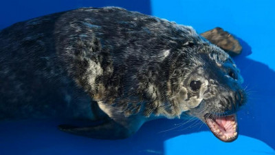 Сотрудники Ленинградской АЭС спасли тюлененка на берегу Финского залива