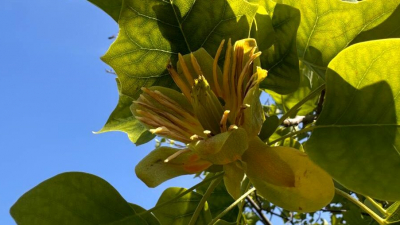 Тюльпанное дерево расцвело в Ботаническом саду Петра Великого