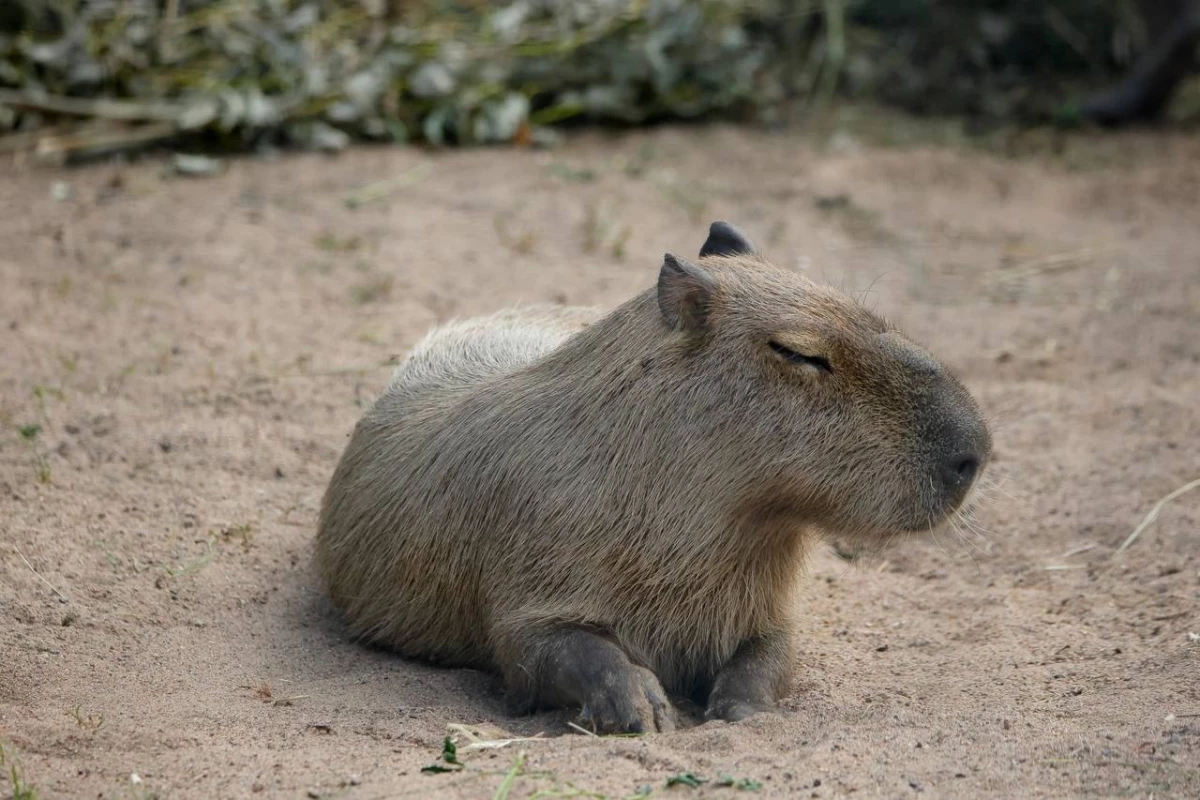 27 июля Ленинградский зоопарк отметит День капибары - tvspb.ru