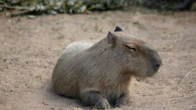 27 июля Ленинградский зоопарк отметит День капибары