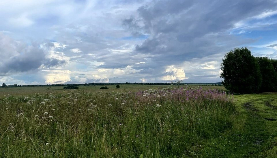 Биолог предупреждает: полевые цветы, которые опасно приносить домой - tvspb.ru