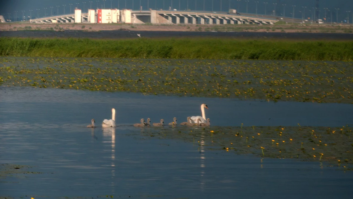 Пара лебедей из Кронштадта поставила рекорд по плодовитости - tvspb.ru
