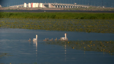 Пара лебедей из Кронштадта поставила рекорд по плодовитости