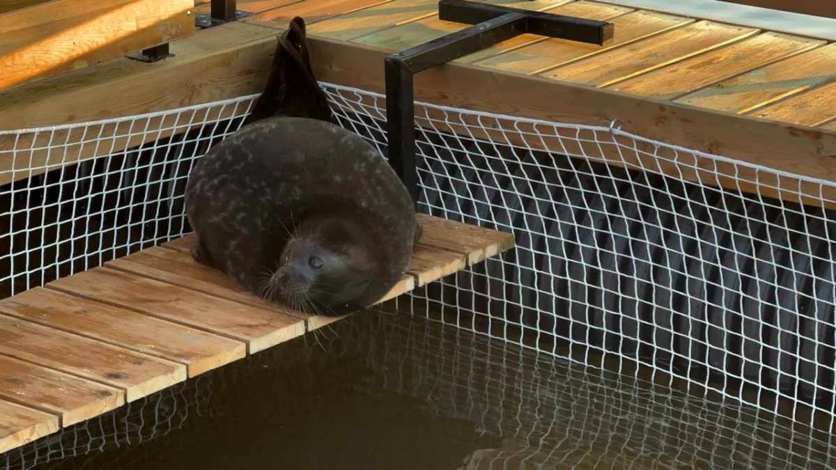 Как проходит «уникальное одичание» Крошика - tvspb.ru